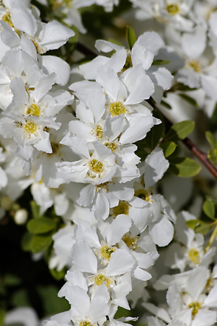 Jardin des Impressionnistes-025